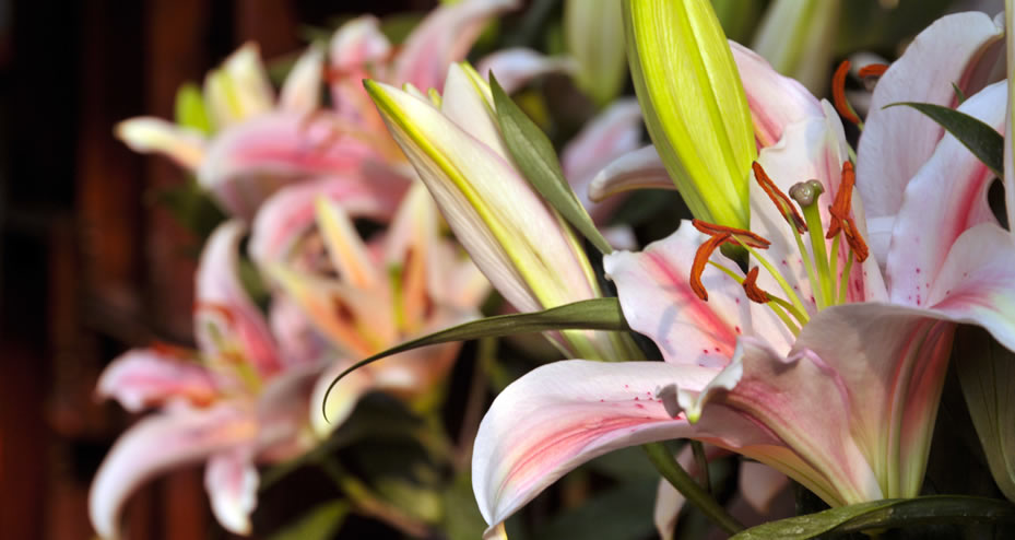 Final Expense Insurance Helps Cover Funeral Costs